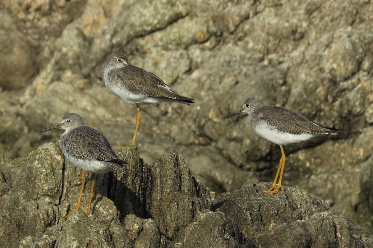 Greater Yellowlegs - Gustavo Fernandez Pin