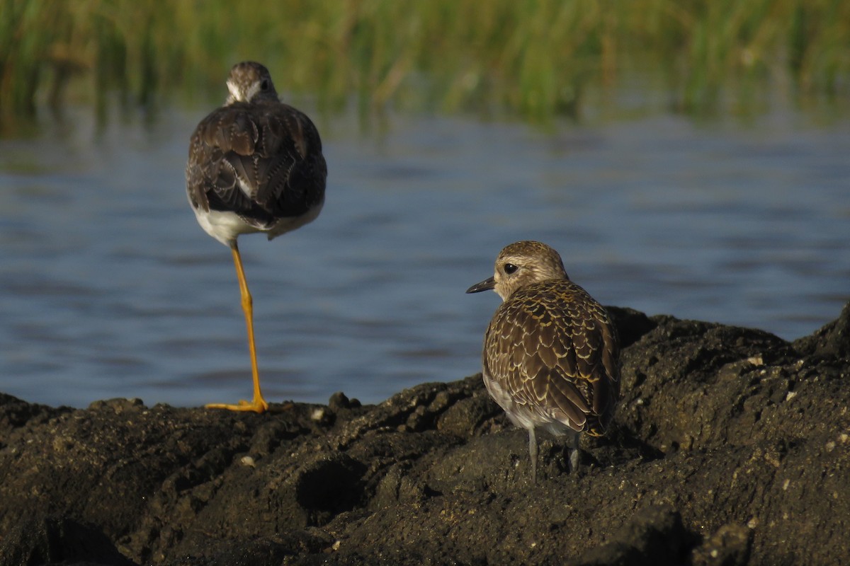 American Golden-Plover - Gustavo Fernandez Pin