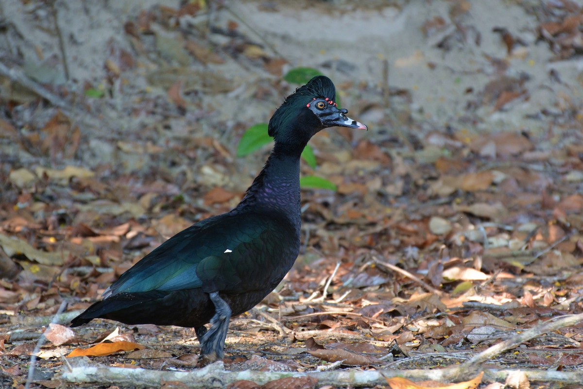 Muscovy Duck - ML83693491