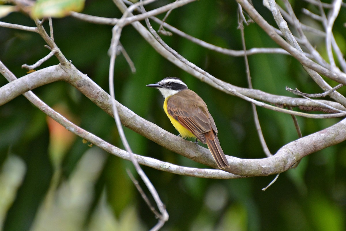 Lesser Kiskadee - ML83693651