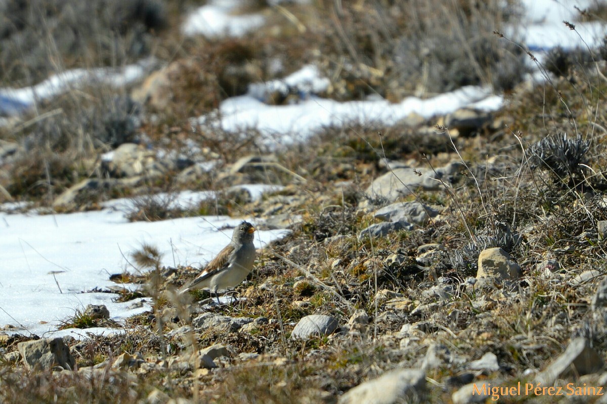 White-winged Snowfinch - ML83694021