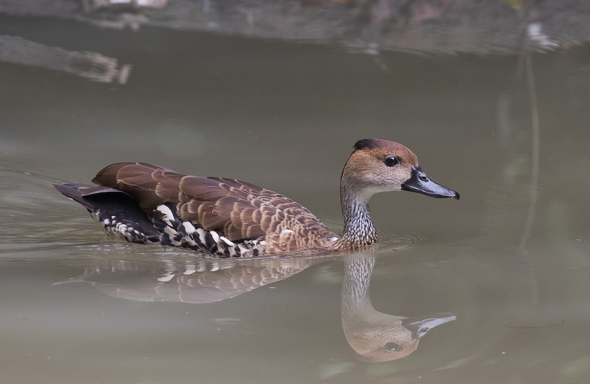 West Indian Whistling-Duck - ML83695961