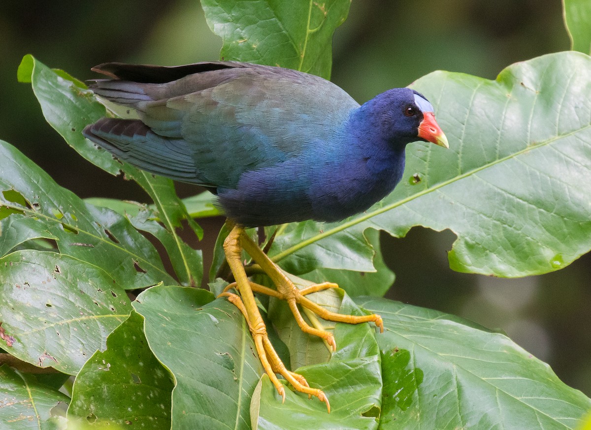 Purple Gallinule - ML83696051