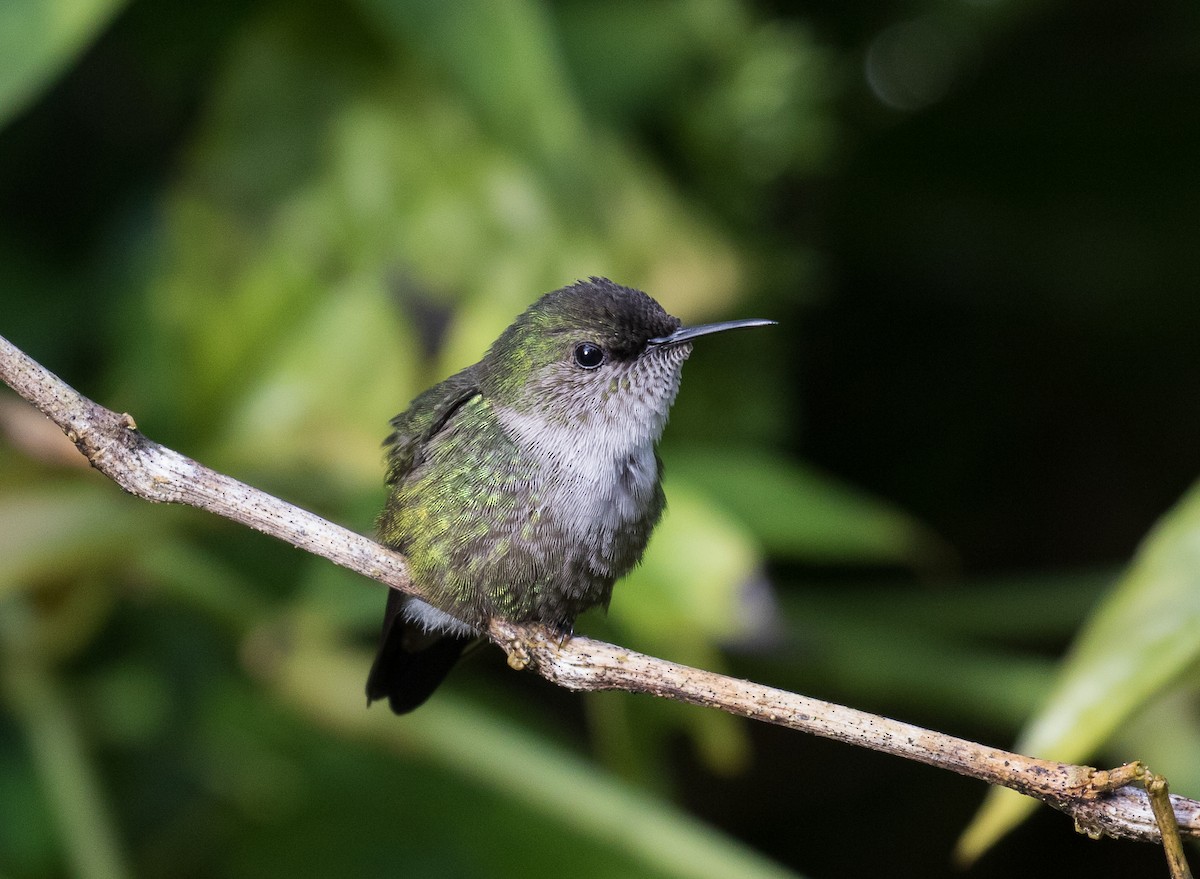 Vervain Hummingbird - Simon Best