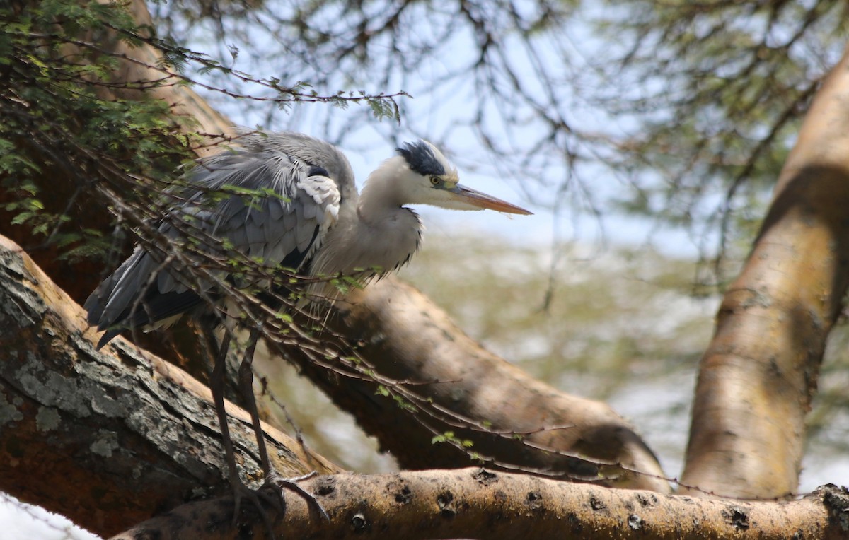 Gray Heron - David Guarnieri