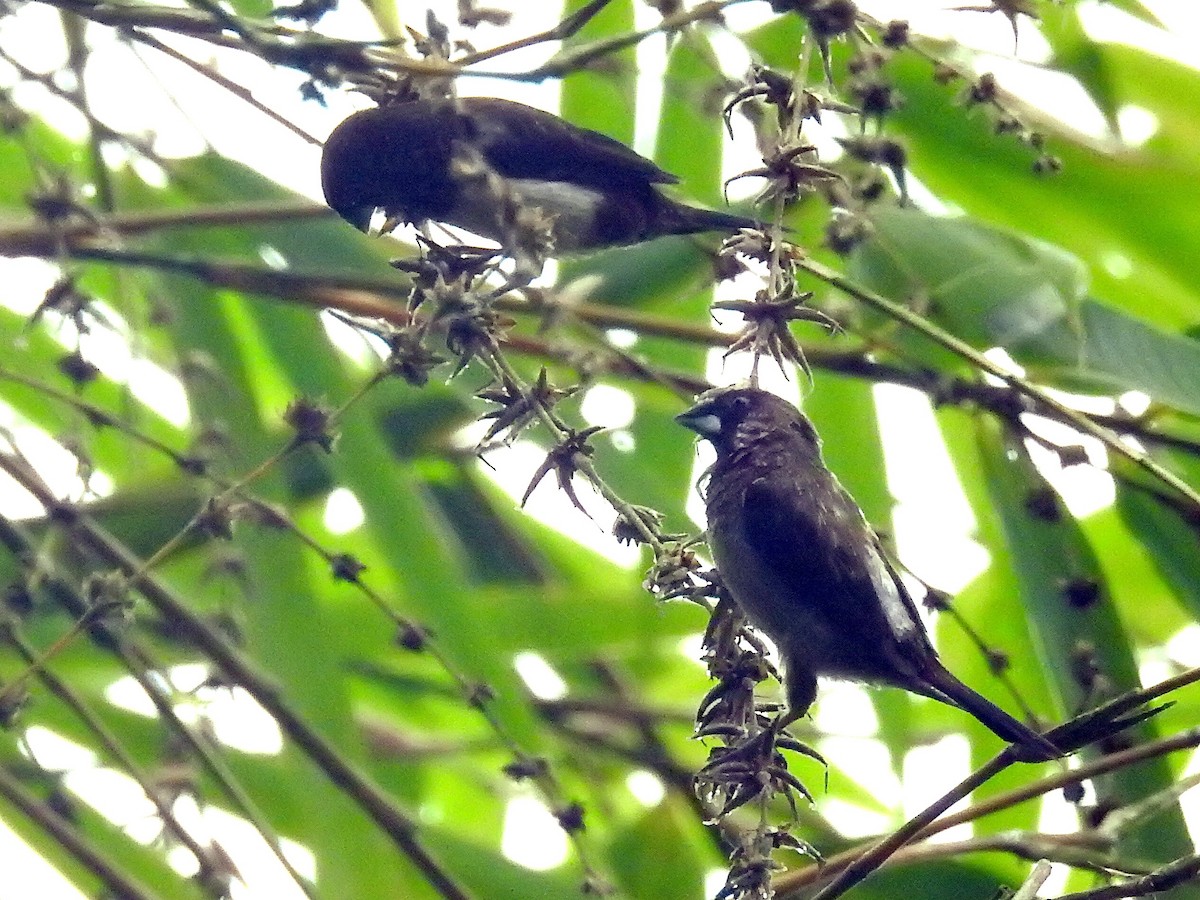 White-rumped Munia - ML83698441