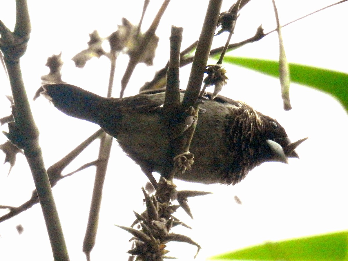 White-rumped Munia - Chow Chong Peck