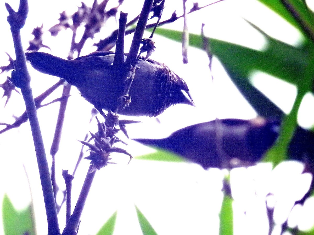 White-rumped Munia - ML83698981