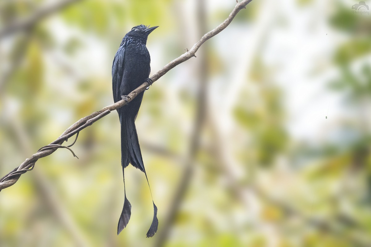 Drongo de Raquetas Grande - ML83699511