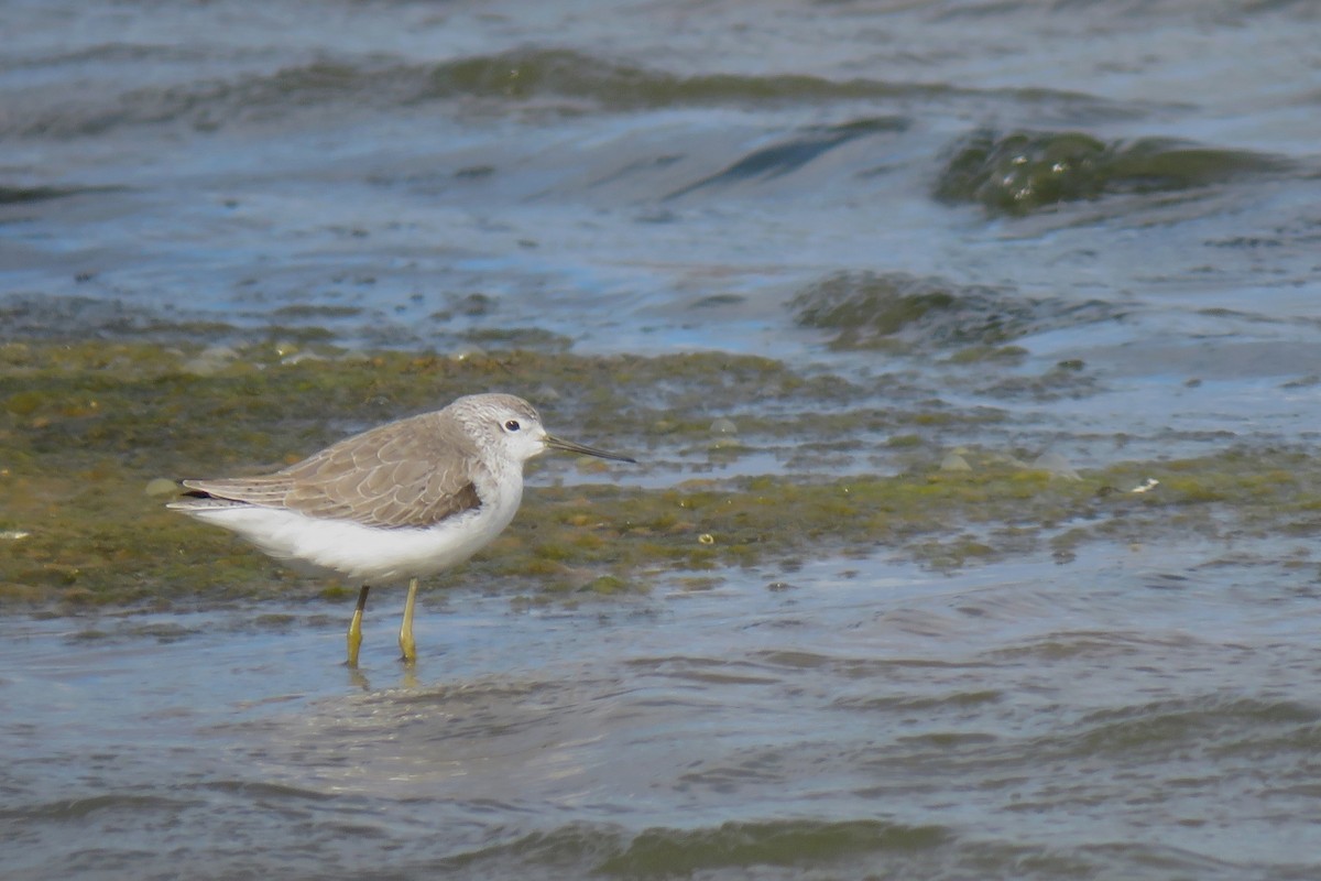 Teichwasserläufer - ML83699601