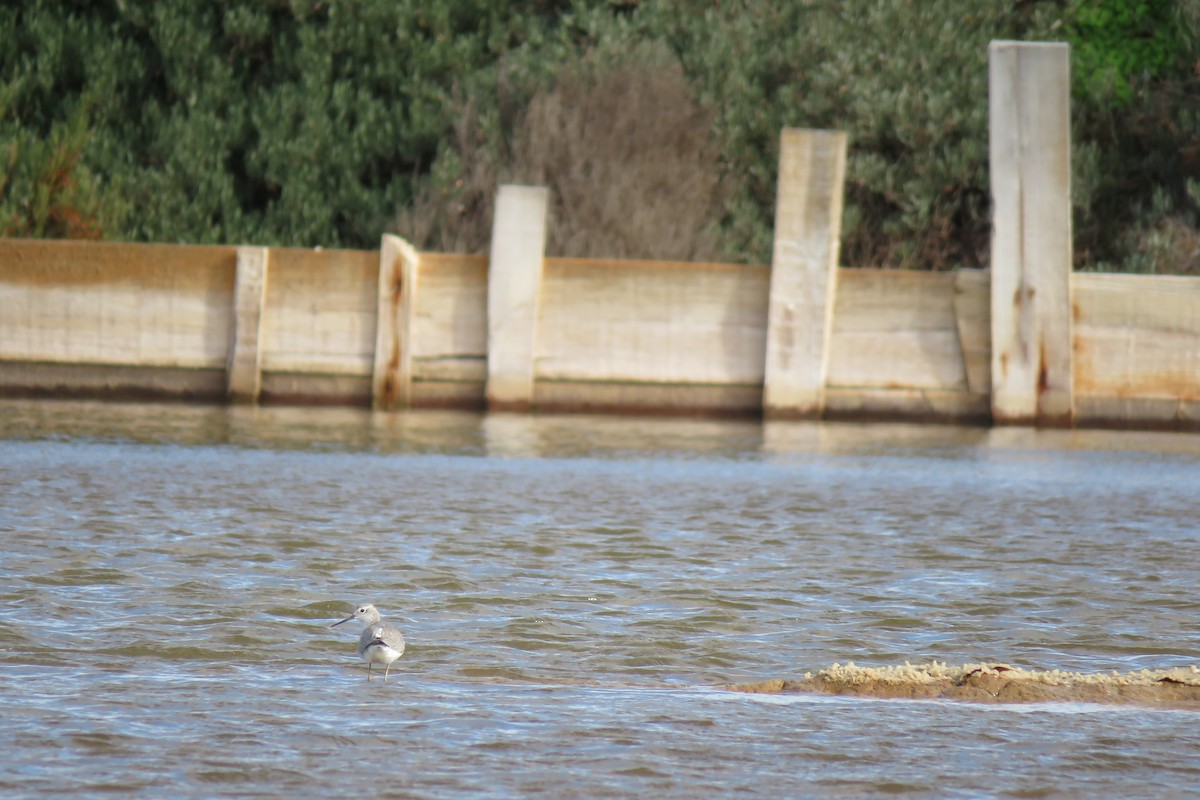 Marsh Sandpiper - ML83699631