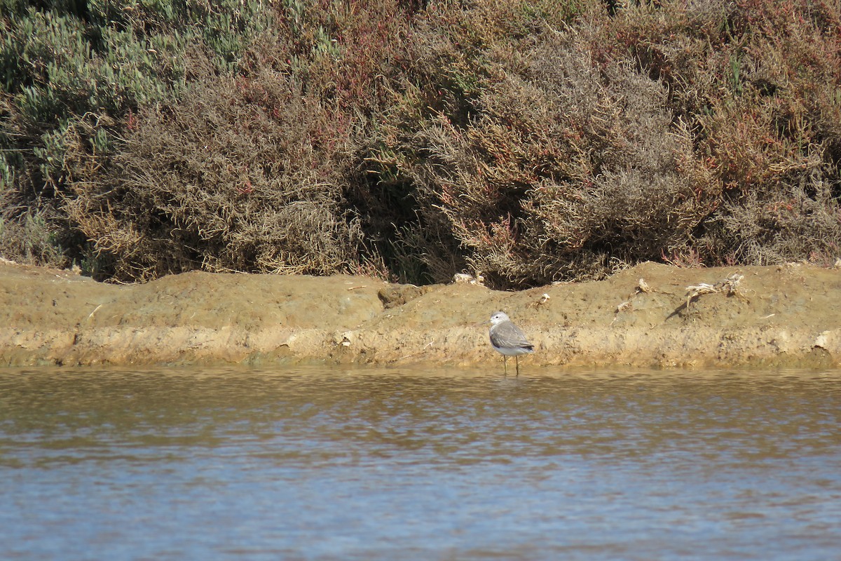 Marsh Sandpiper - ML83699751