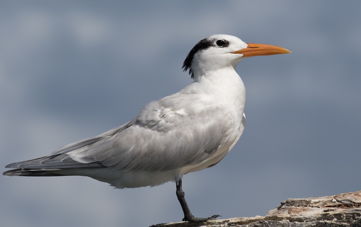 Royal Tern - Simon Best