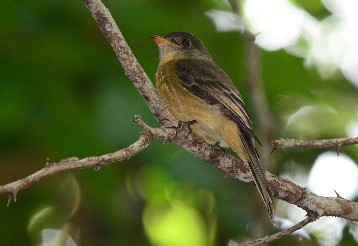 Lesser Antillean Pewee (Puerto Rico) - Steve Tucker