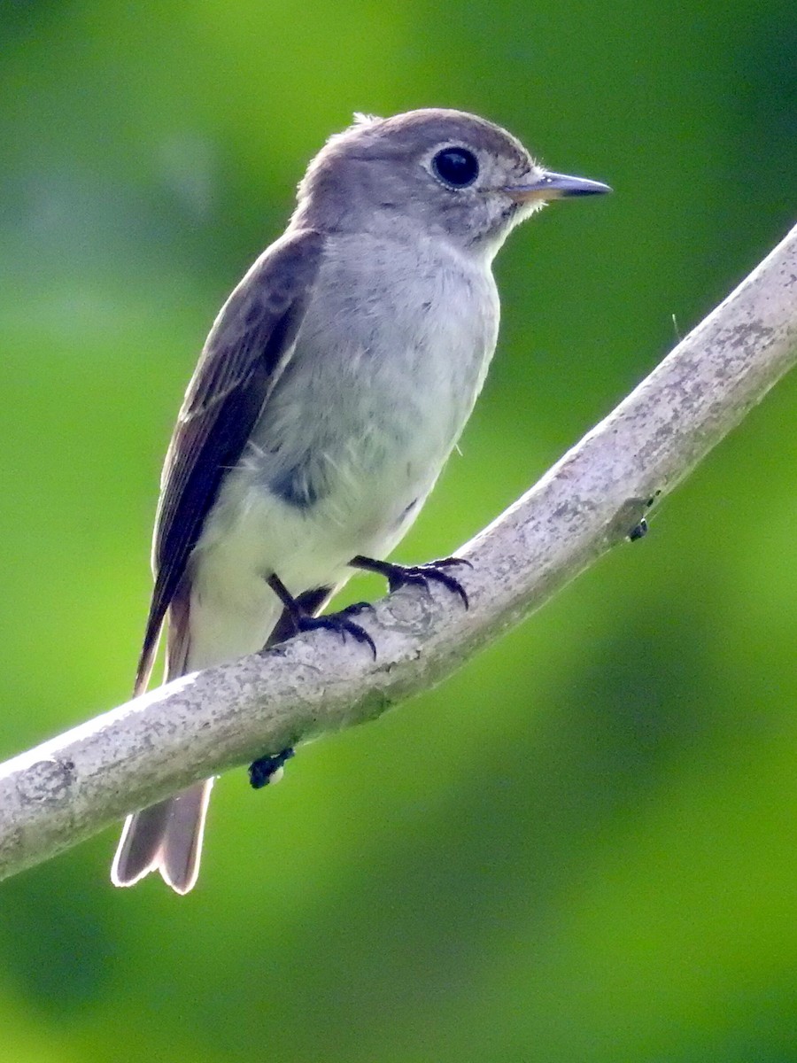 Asian Brown Flycatcher - Chow Chong Peck