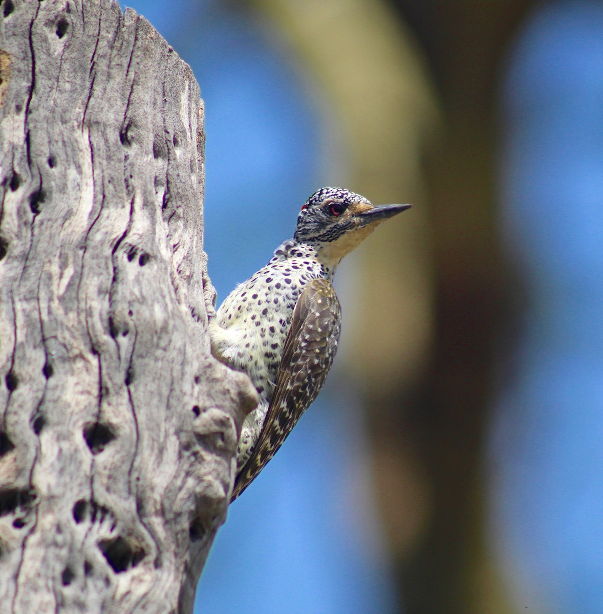 Nubian Woodpecker - ML83701911