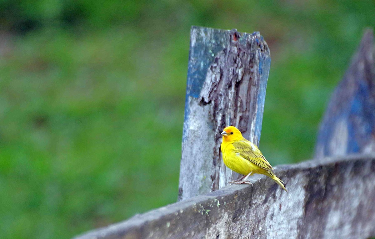 Saffron Finch - Fernando Lotto