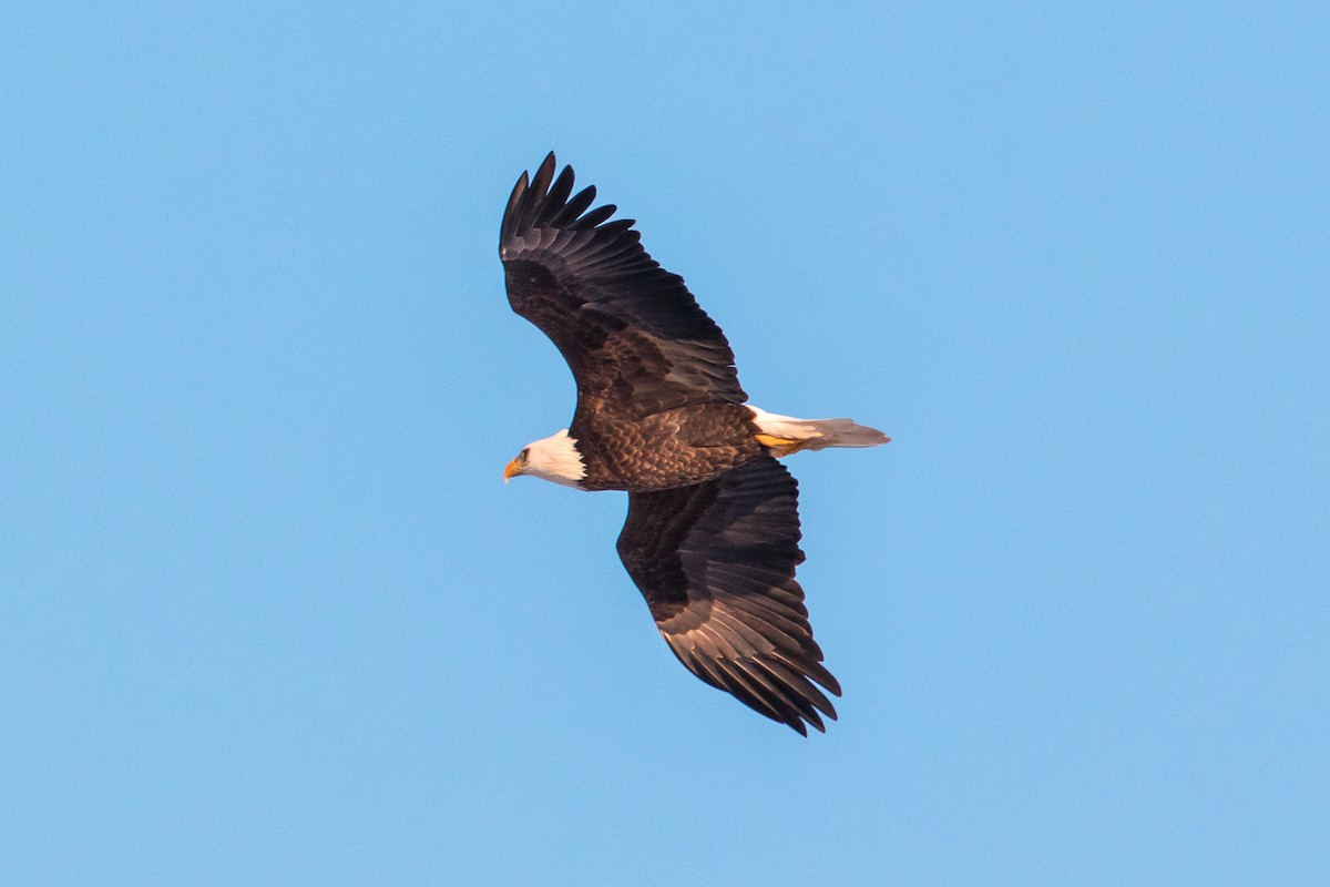 Bald Eagle - graichen & recer