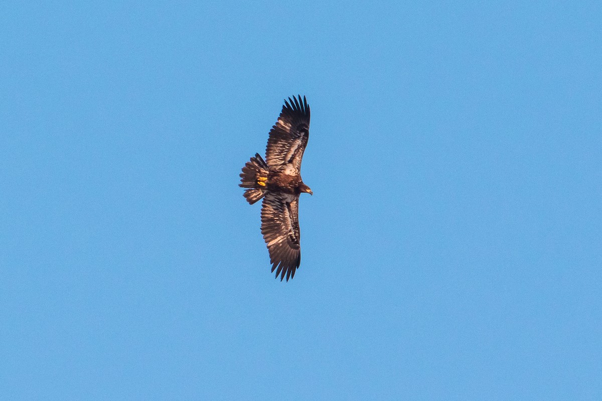 Bald Eagle - graichen & recer