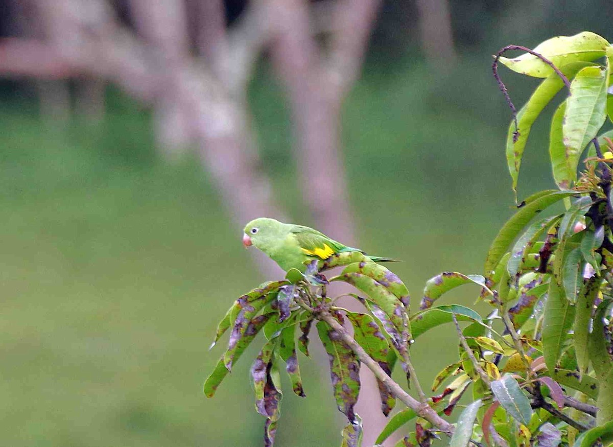 Yellow-chevroned Parakeet - Fernando Lotto