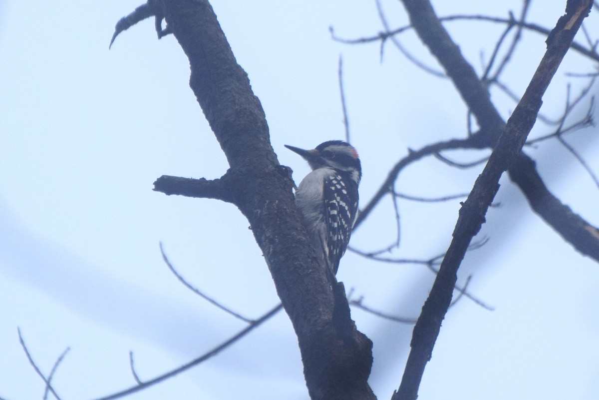 Hairy Woodpecker - ML83702691