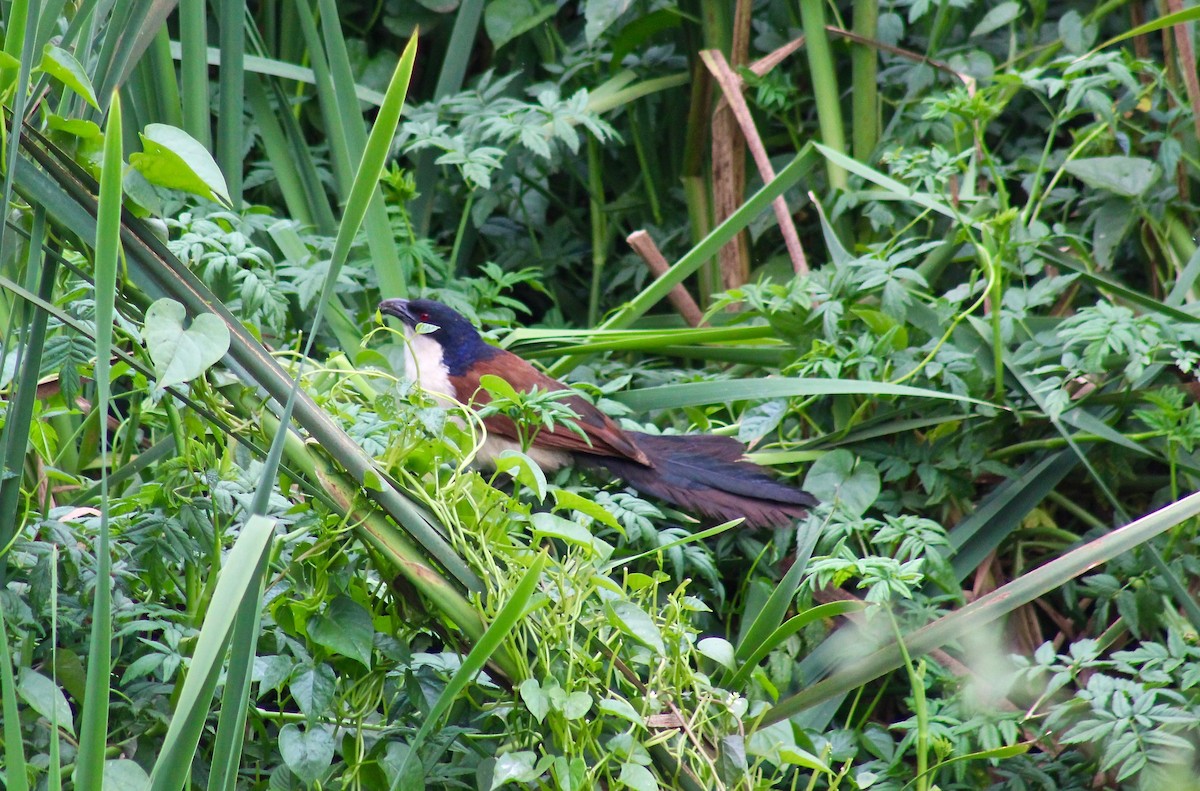 Coucal à nuque bleue - ML83703821