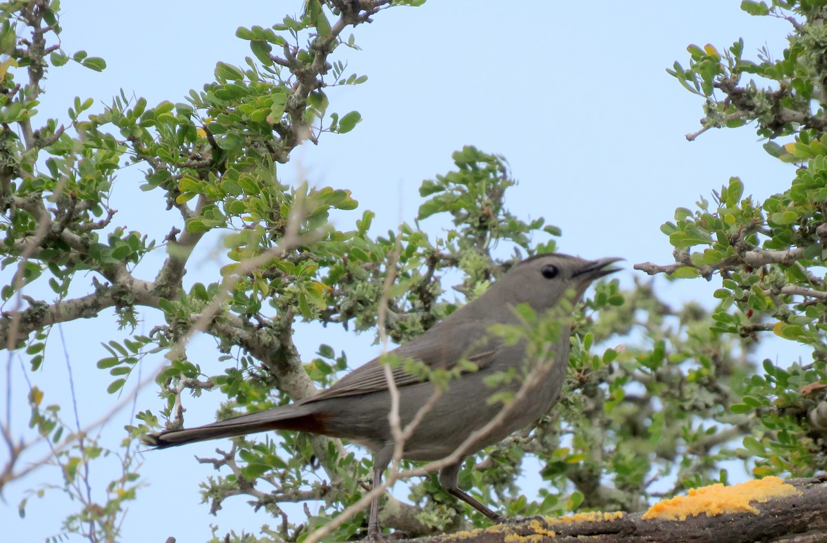 Gray Catbird - ML83704051