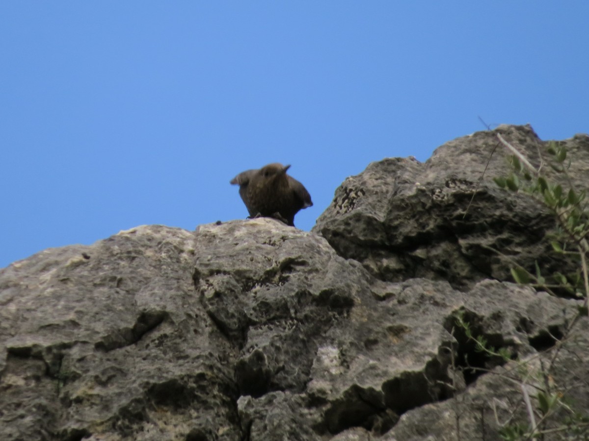 Blue Rock-Thrush - ML83704101