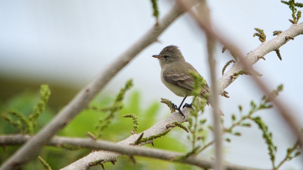 Northern Beardless-Tyrannulet - ML83704581