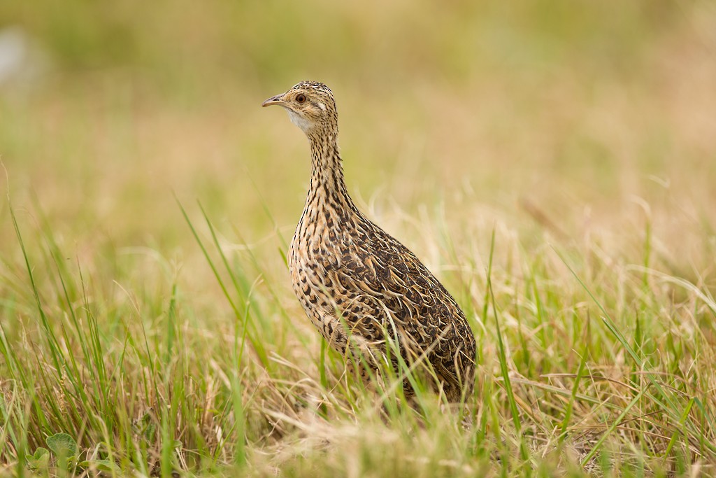 Tinamou tacheté - ML83705591