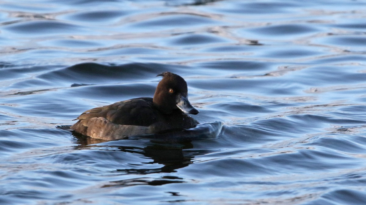 Tufted Duck - ML83709651