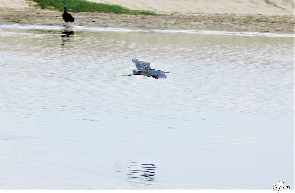 Tricolored Heron - Diana Alfaro