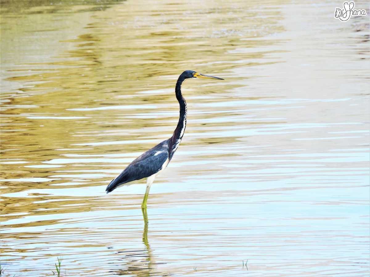 Tricolored Heron - Diana Alfaro