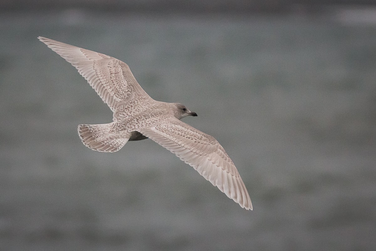 Iceland Gull - Terry Boswell