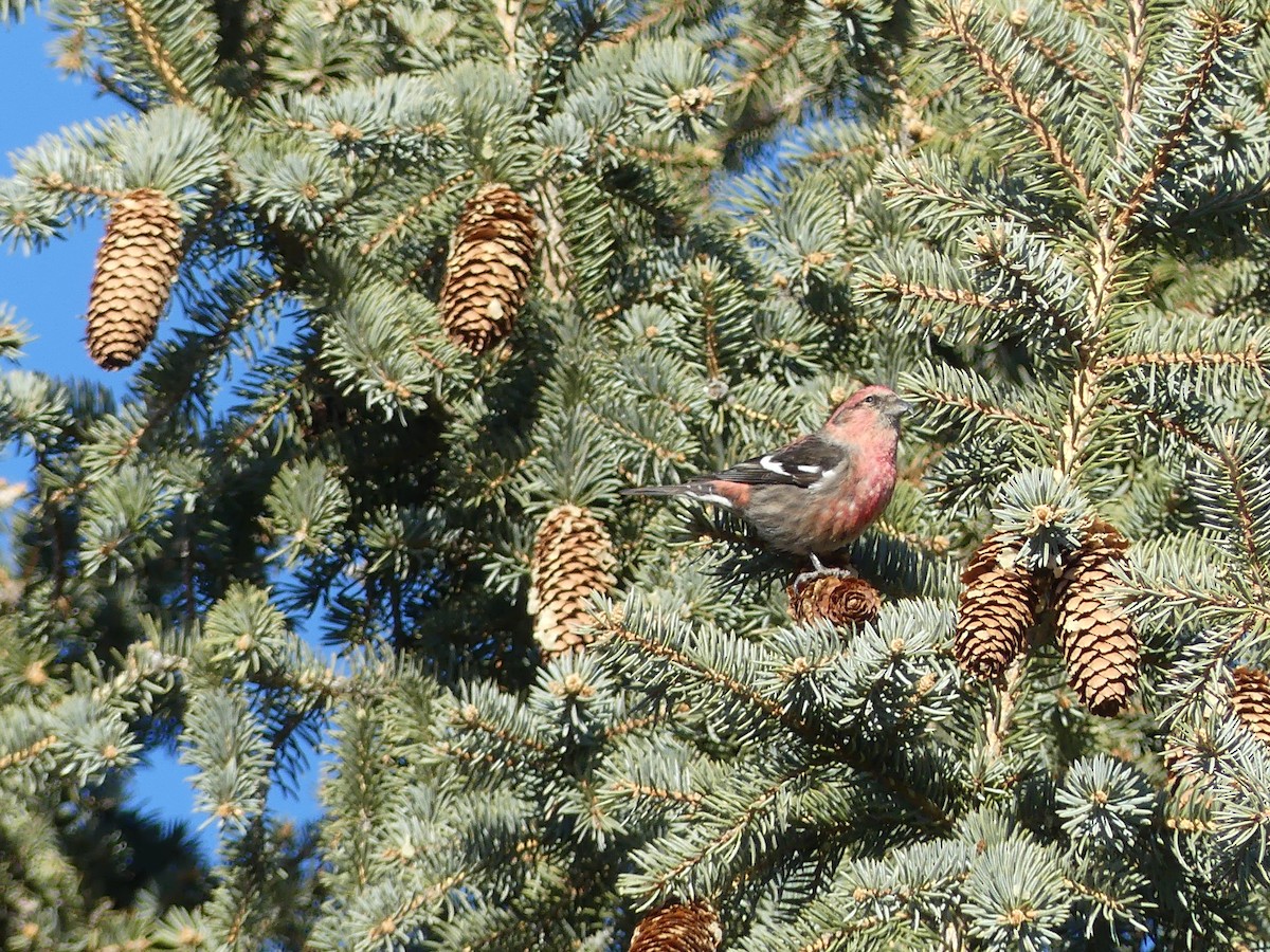 White-winged Crossbill - ML83711041