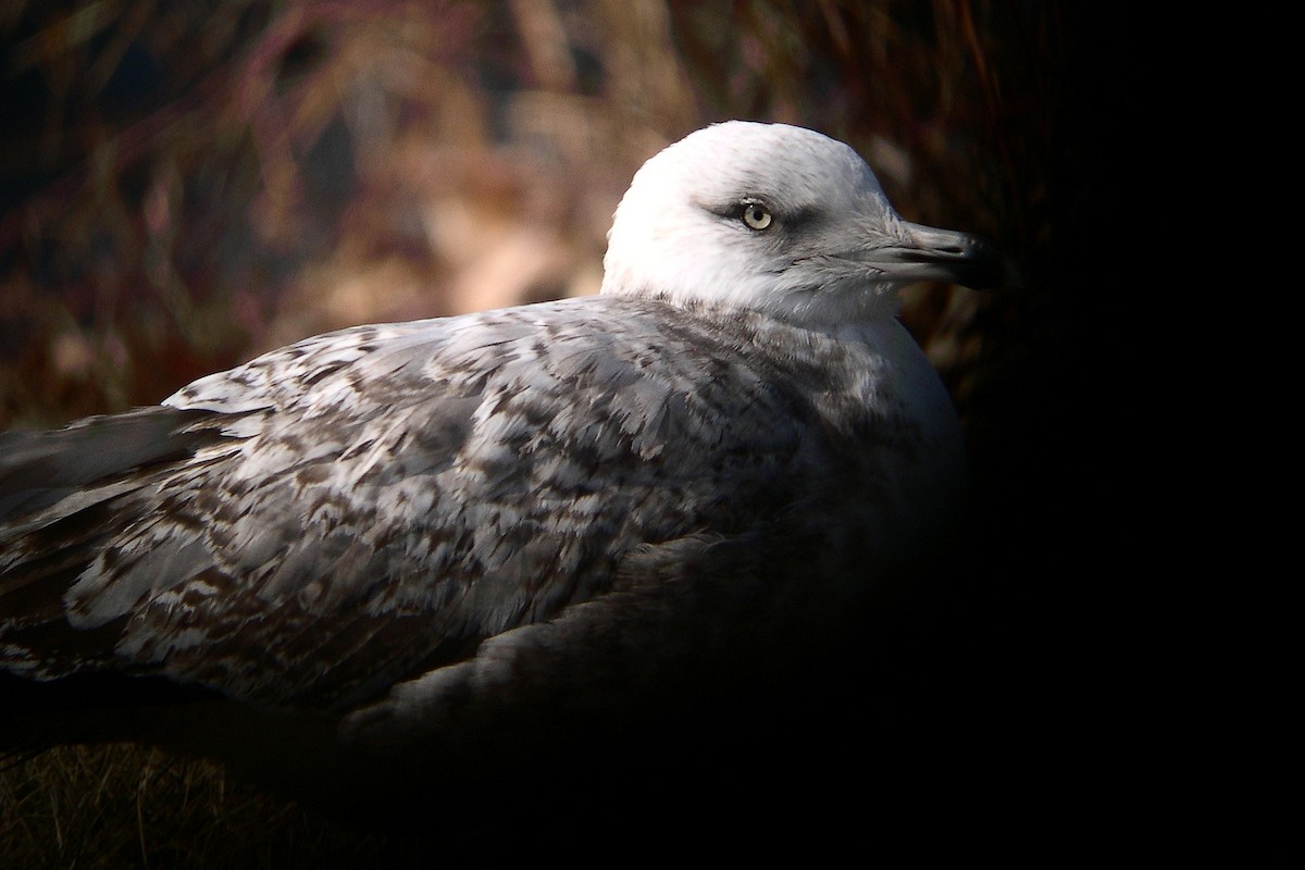 Herring Gull (American) - ML83714361