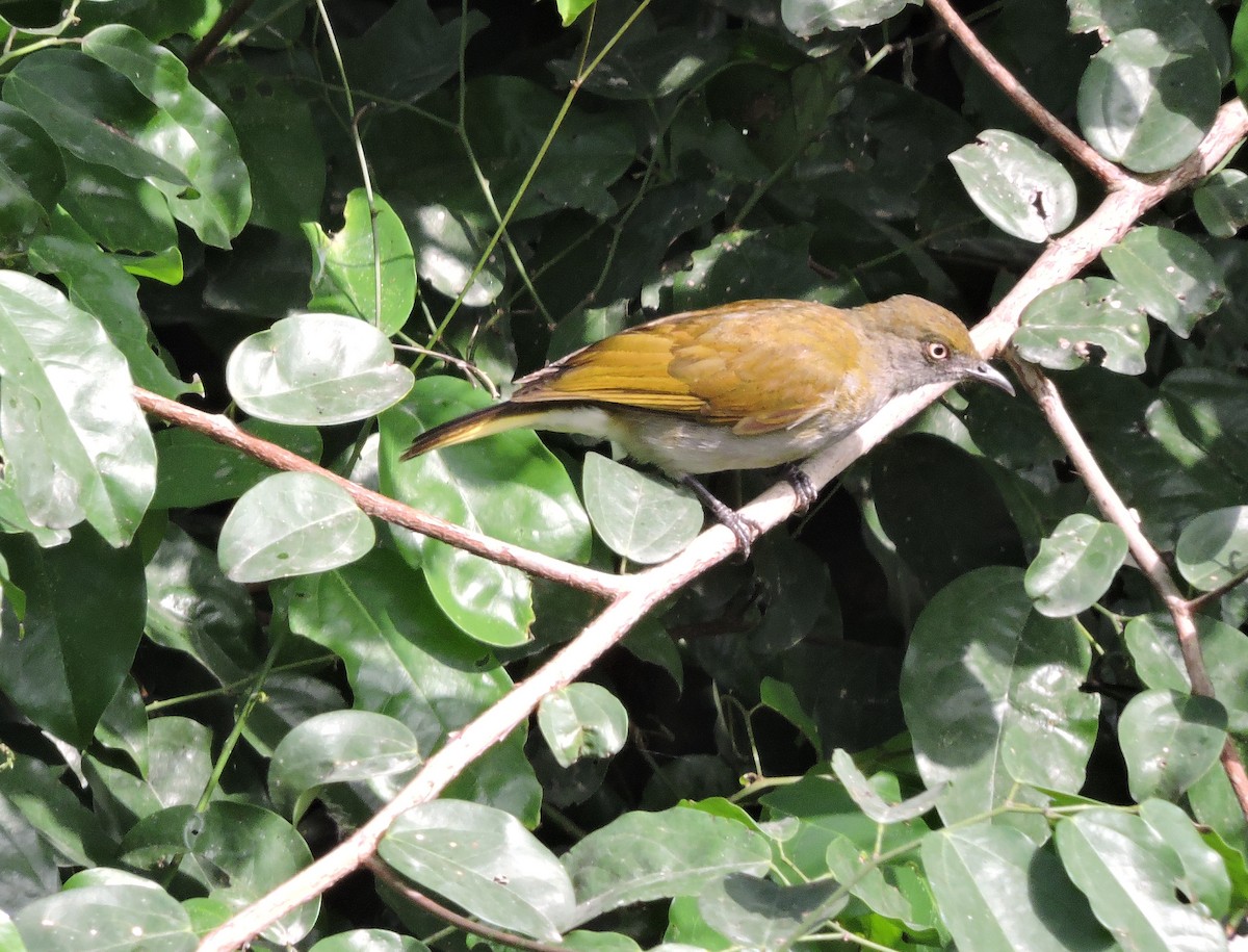 Honeyguide Greenbul - Daniel Casey