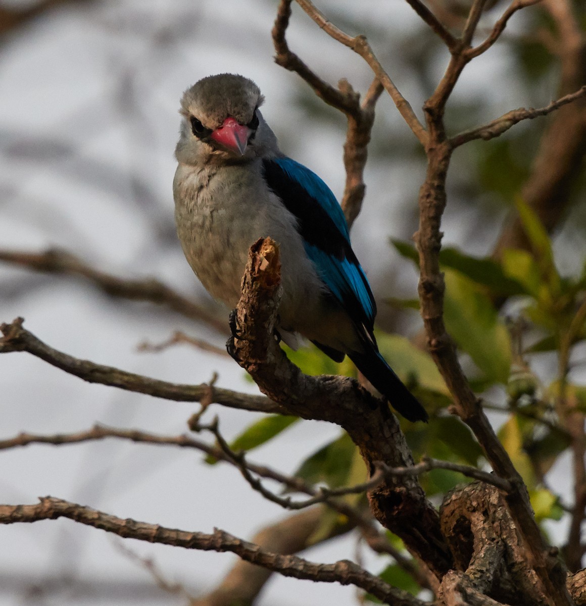 Woodland Kingfisher - ML83717301