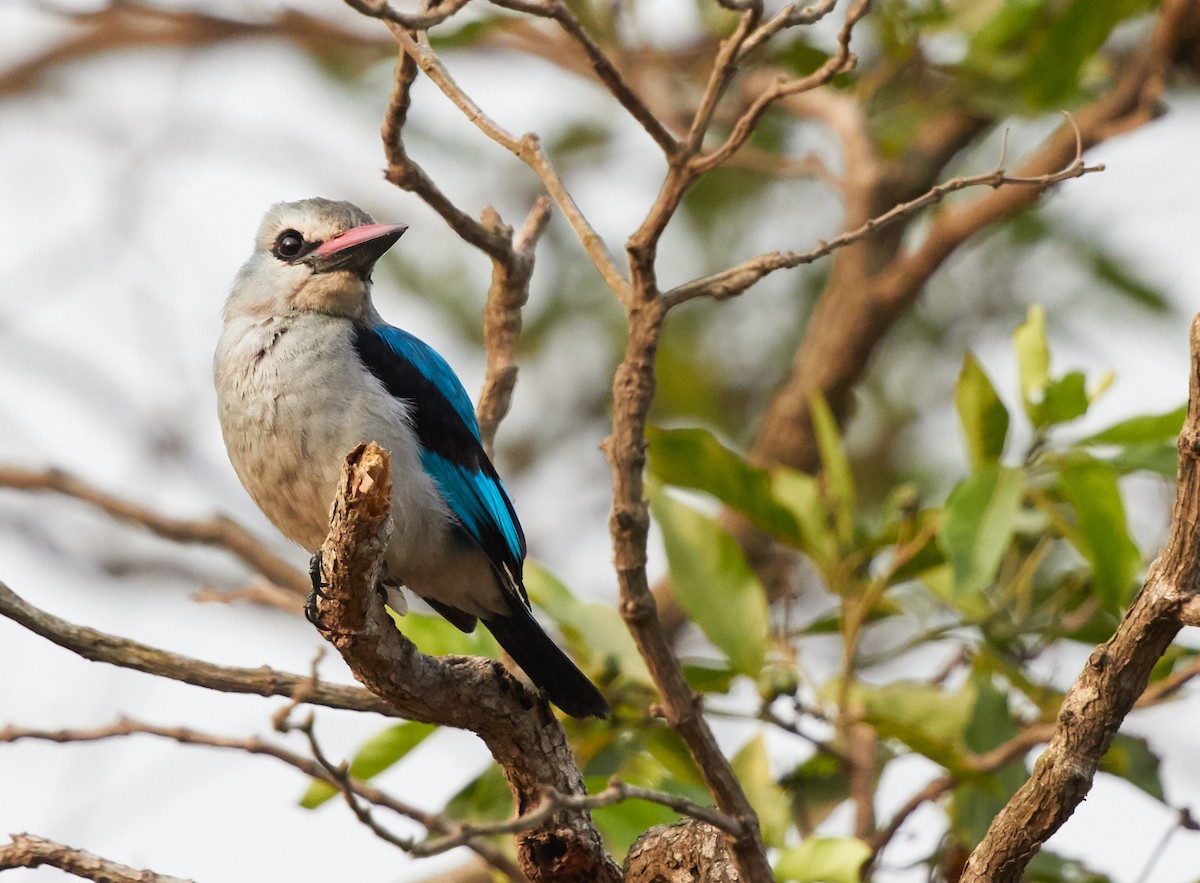 Woodland Kingfisher - ML83717661