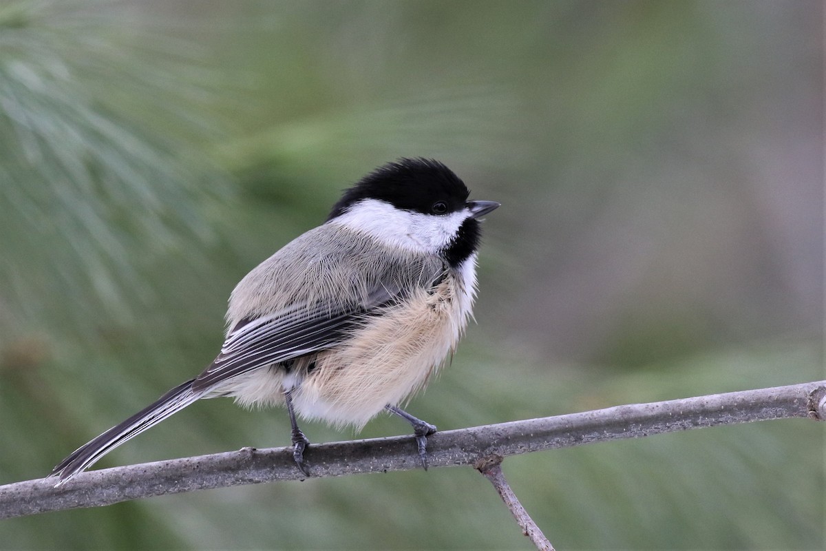 Black-capped Chickadee - ML83718171