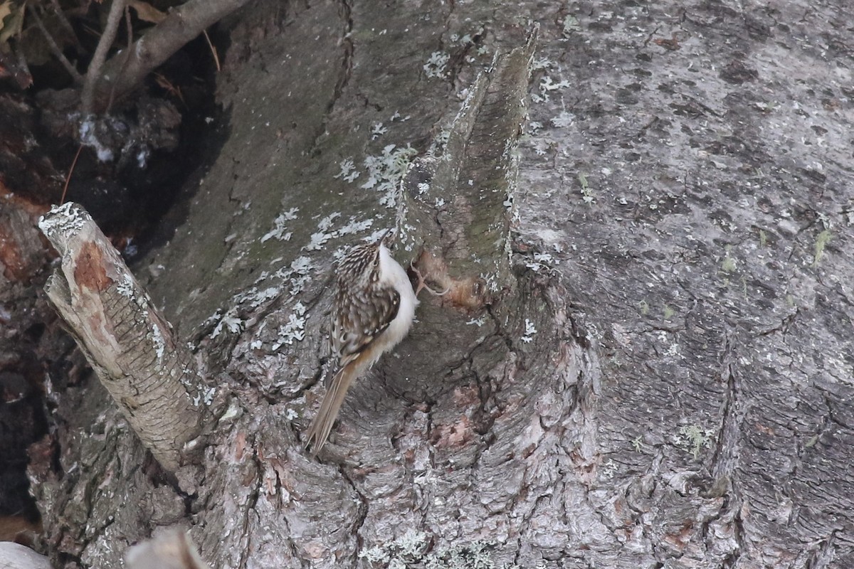 Brown Creeper - ML83718231