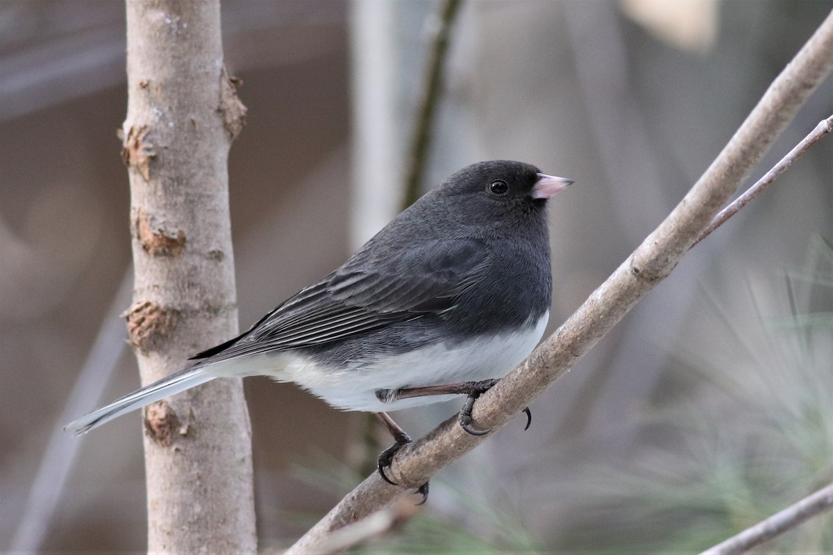 Dark-eyed Junco (Slate-colored) - Margaret Viens