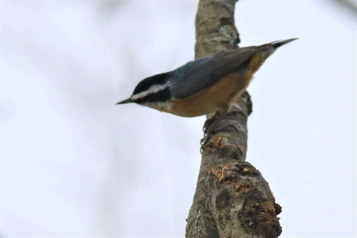 Red-breasted Nuthatch - ML83718331