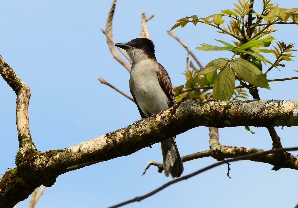 Loggerhead Kingbird - Steve Tucker