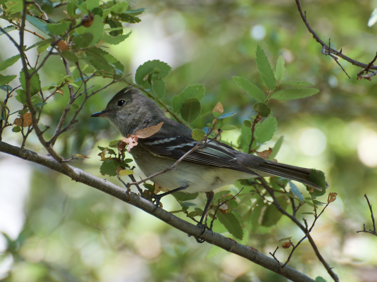 White-crested Elaenia - ML83719681