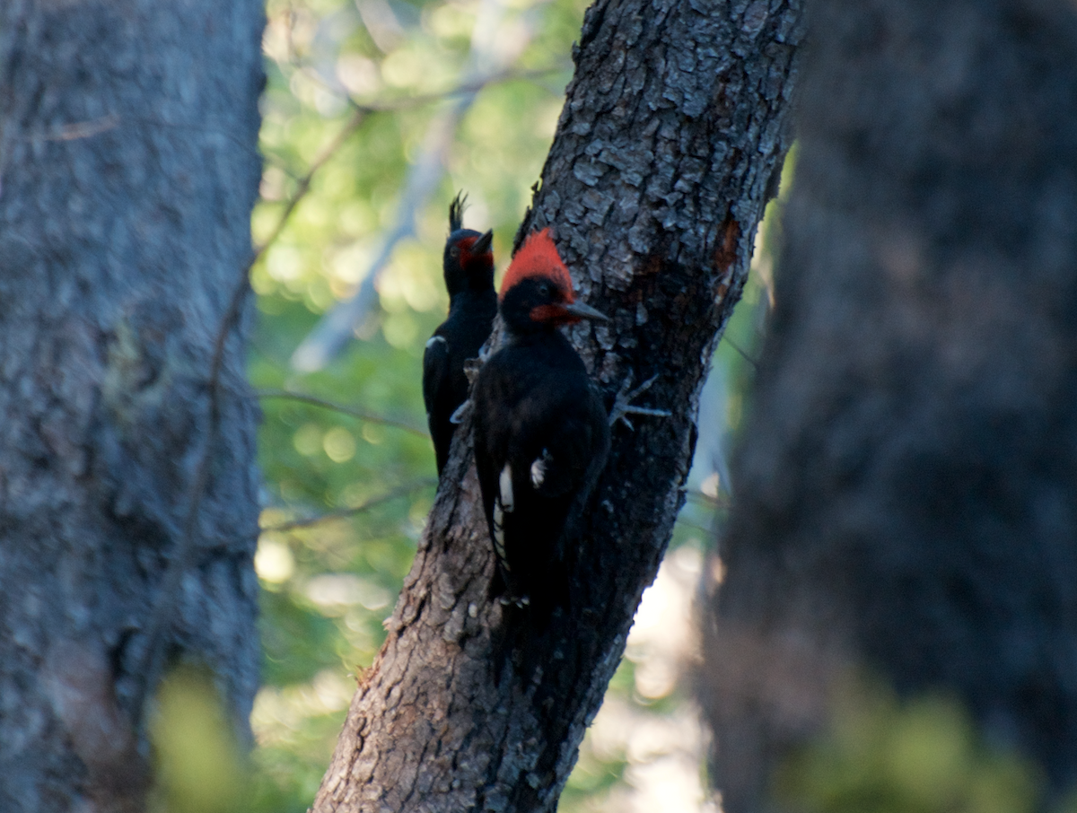 Magellanic Woodpecker - Benito Rosende Godoy