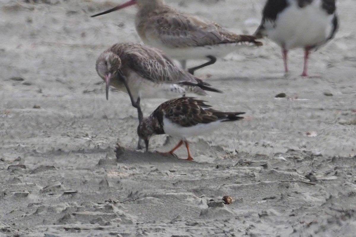 Ruddy Turnstone - ML83721861