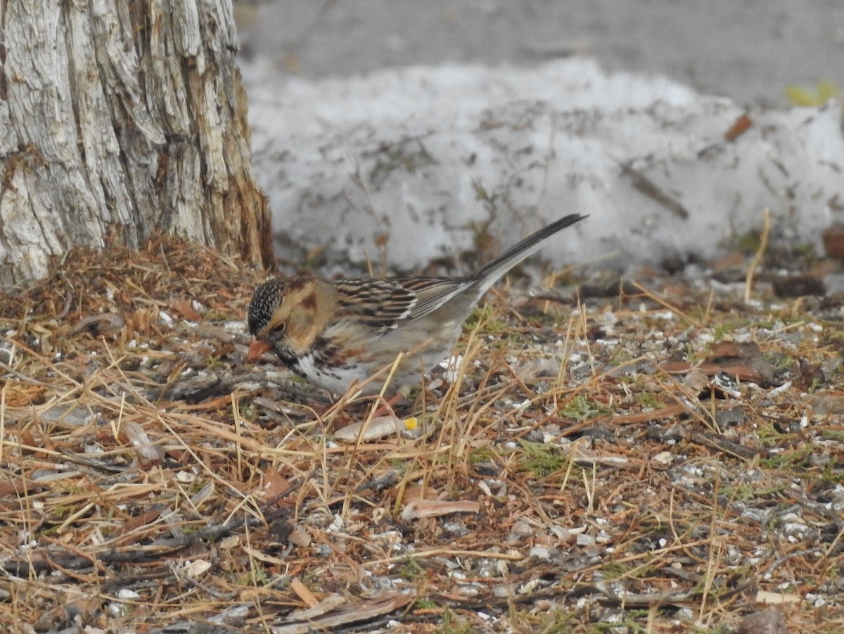 Harris's Sparrow - ML83721971