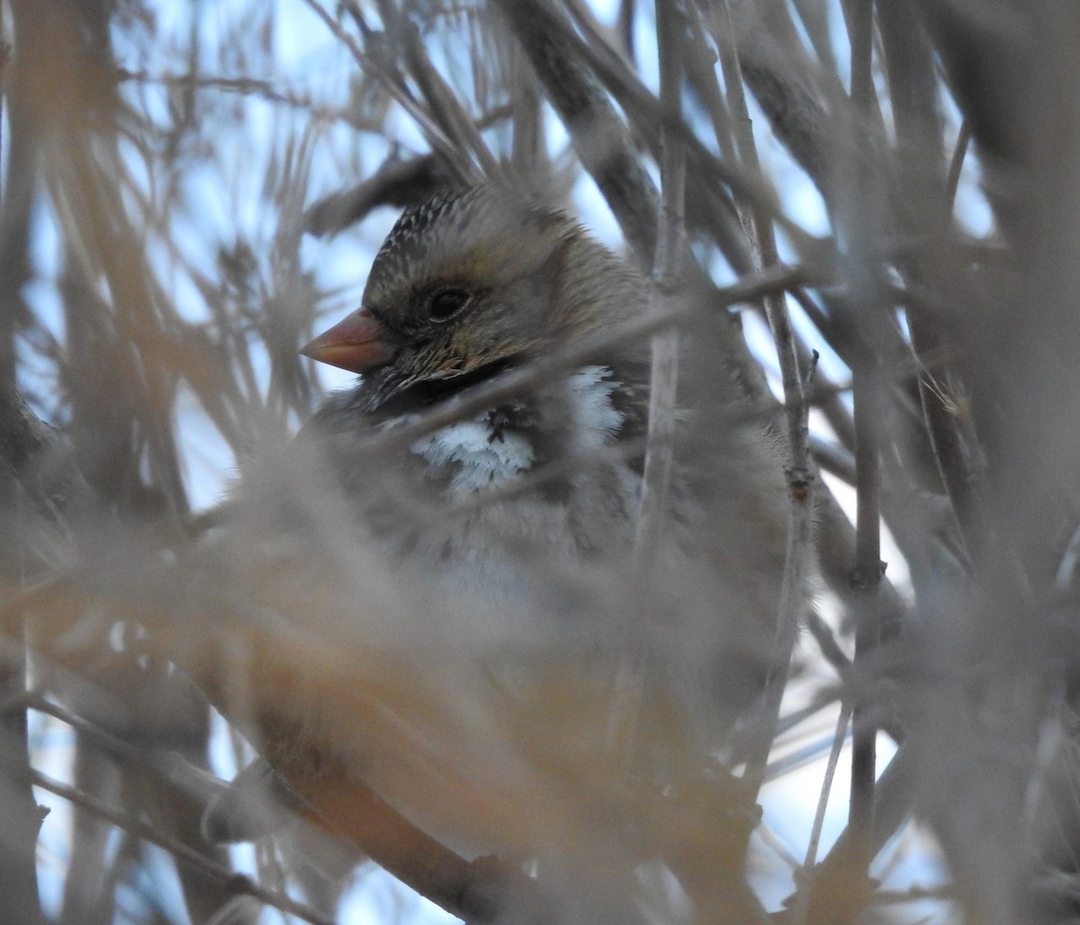 Harris's Sparrow - ML83722071