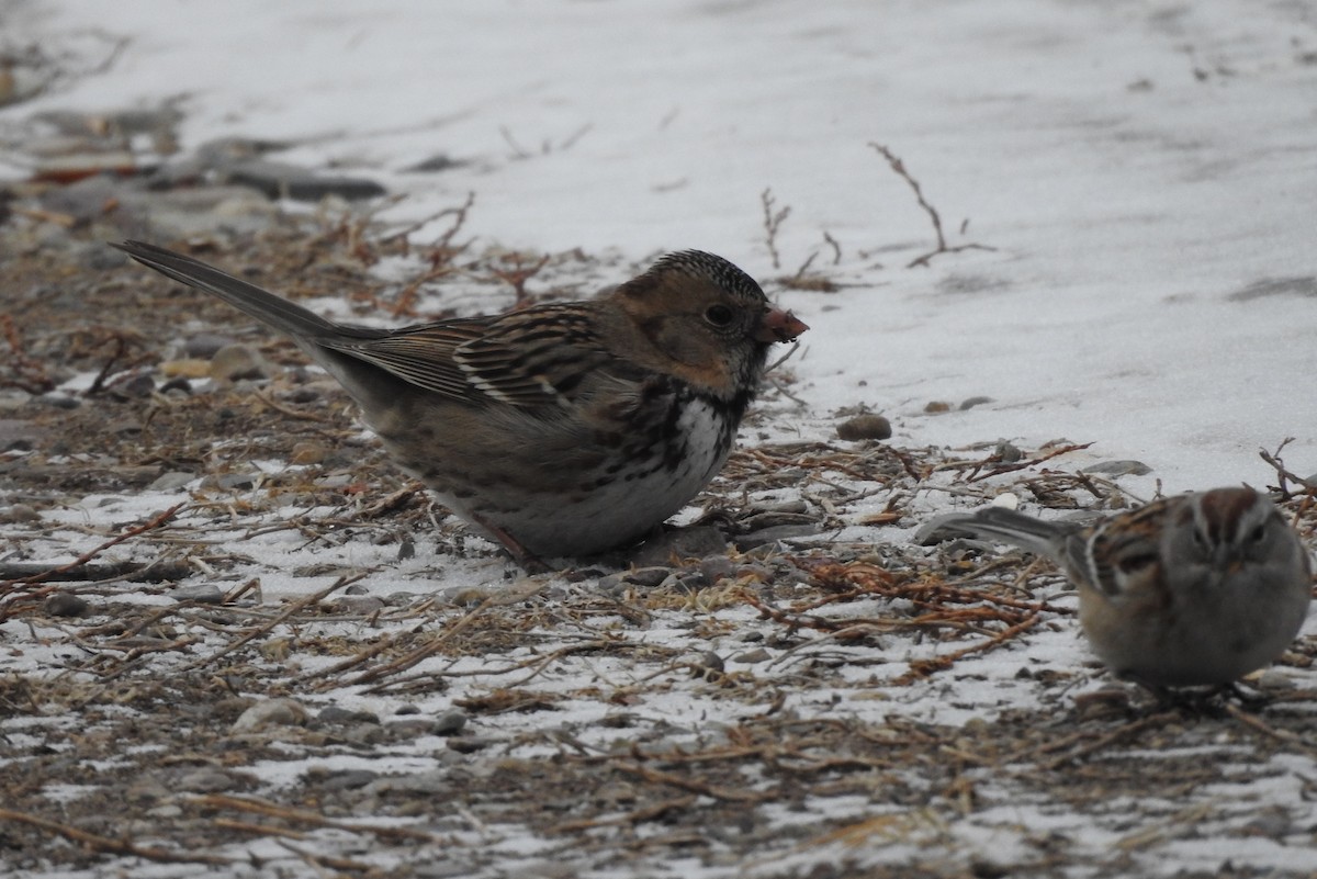 Harris's Sparrow - ML83722091